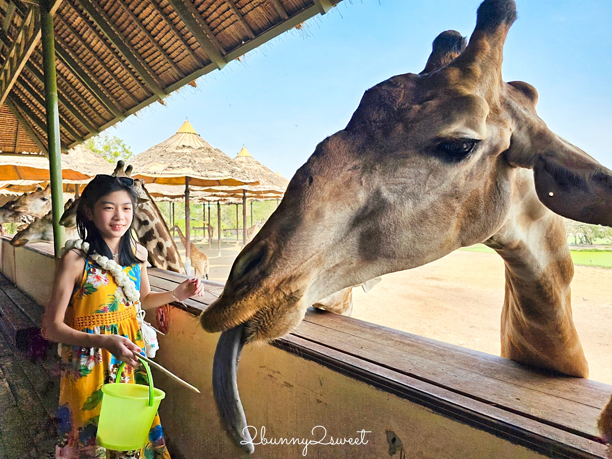 「曼谷野生動物園一日遊」曼谷包車推薦萊旅遊，坐在豪華按摩沙發看動物太享受 @兔兒毛毛姊妹花