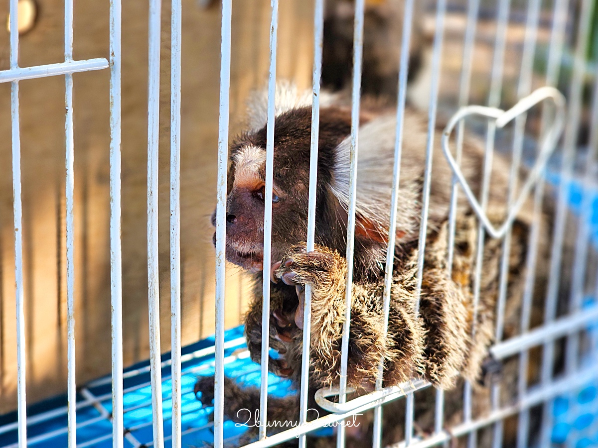 曼谷景點「Cafe MiniZoo Garden River 8」可以看長頸鹿、和老虎合照～根本小型動物園 @兔兒毛毛姊妹花