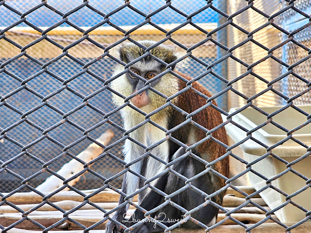 曼谷景點「Cafe MiniZoo Garden River 8」可以看長頸鹿、和老虎合照～根本小型動物園 @兔兒毛毛姊妹花