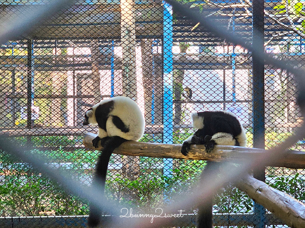 曼谷景點「Cafe MiniZoo Garden River 8」可以看長頸鹿、和老虎合照～根本小型動物園 @兔兒毛毛姊妹花