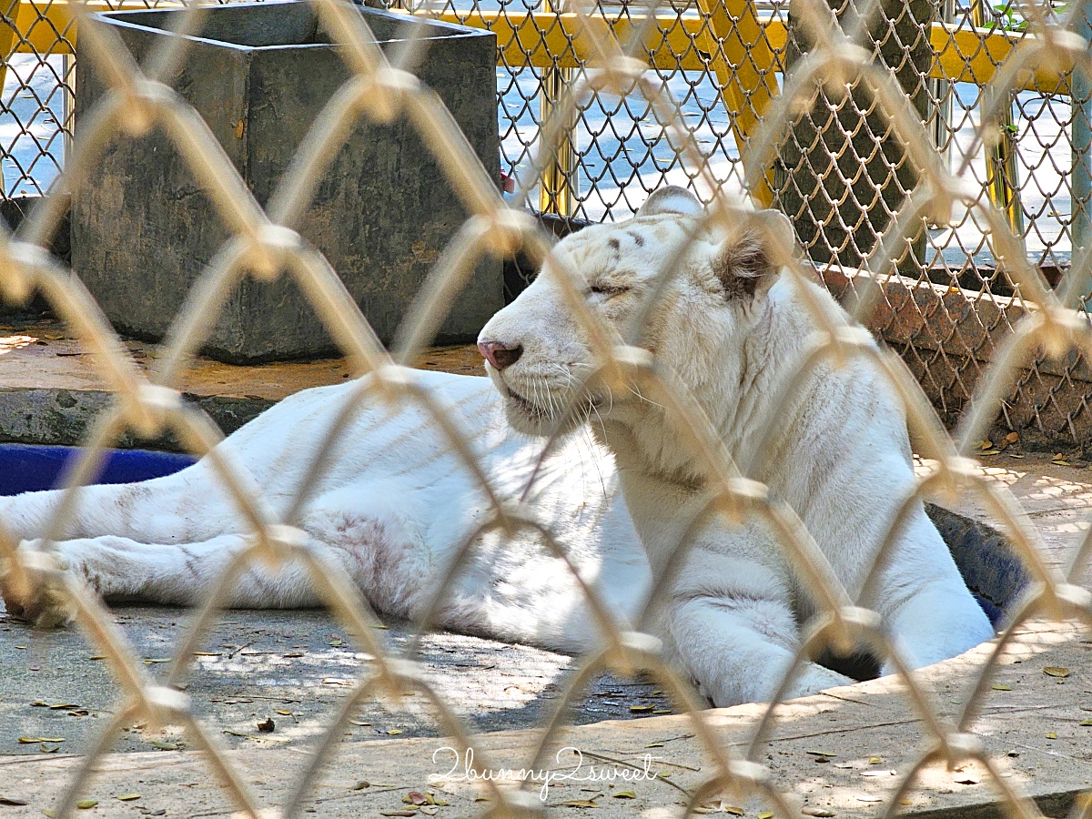 曼谷景點「Cafe MiniZoo Garden River 8」可以看長頸鹿、和老虎合照～根本小型動物園 @兔兒毛毛姊妹花