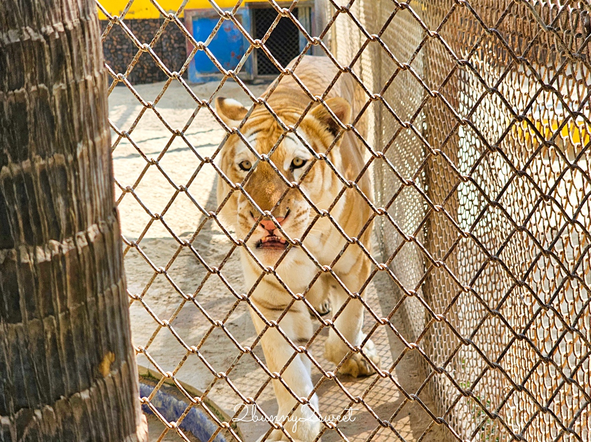 曼谷景點「Cafe MiniZoo Garden River 8」可以看長頸鹿、和老虎合照～根本小型動物園 @兔兒毛毛姊妹花