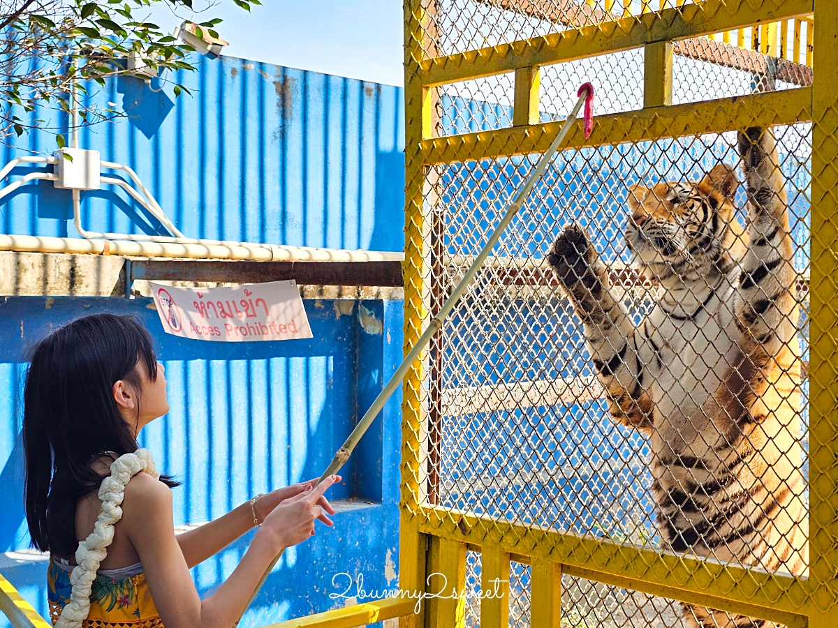 「曼谷野生動物園一日遊」曼谷包車推薦萊旅遊，坐在豪華按摩沙發看動物太享受 @兔兒毛毛姊妹花