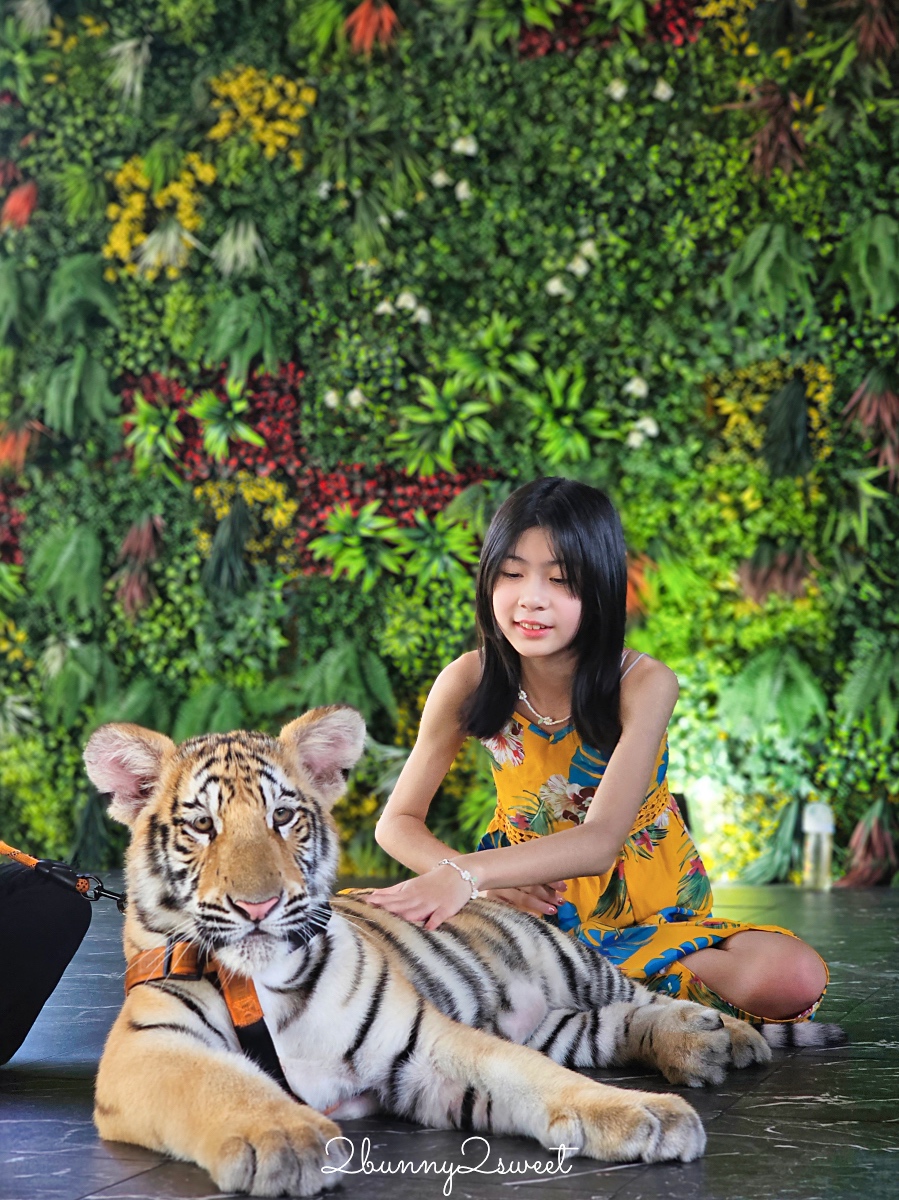 「曼谷野生動物園一日遊」曼谷包車推薦萊旅遊，坐在豪華按摩沙發看動物太享受 @兔兒毛毛姊妹花