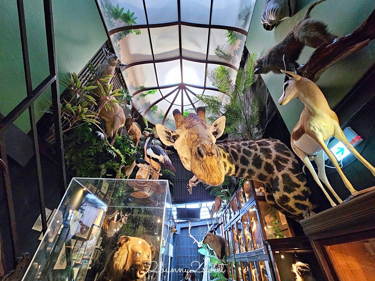 台南景點「仰角舶物民權店」彷彿博物館驚魂夜的標本博物館，長頸鹿就在眼前太震撼 @兔兒毛毛姊妹花