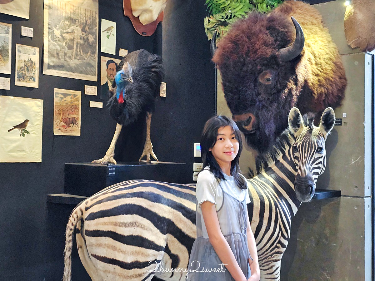 台南景點「仰角舶物民權店」彷彿博物館驚魂夜的標本博物館，長頸鹿就在眼前太震撼 @兔兒毛毛姊妹花