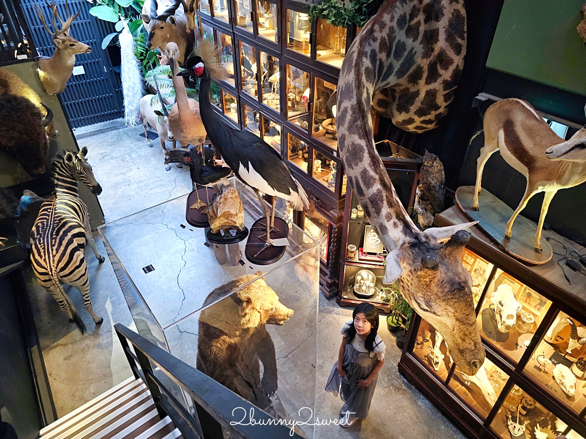 台南景點「仰角舶物民權店」彷彿博物館驚魂夜的標本博物館，長頸鹿就在眼前太震撼 @兔兒毛毛姊妹花