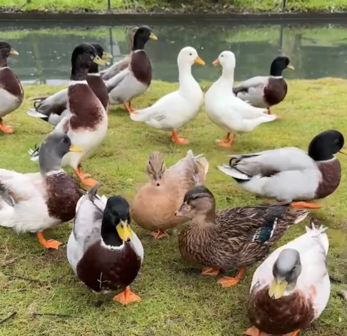 宜蘭景點「鳳梨屋水上莊園」水上鞦韆、湖畔咖啡、鳳梨泳池，也有豪華露營、度假小屋 @兔兒毛毛姊妹花