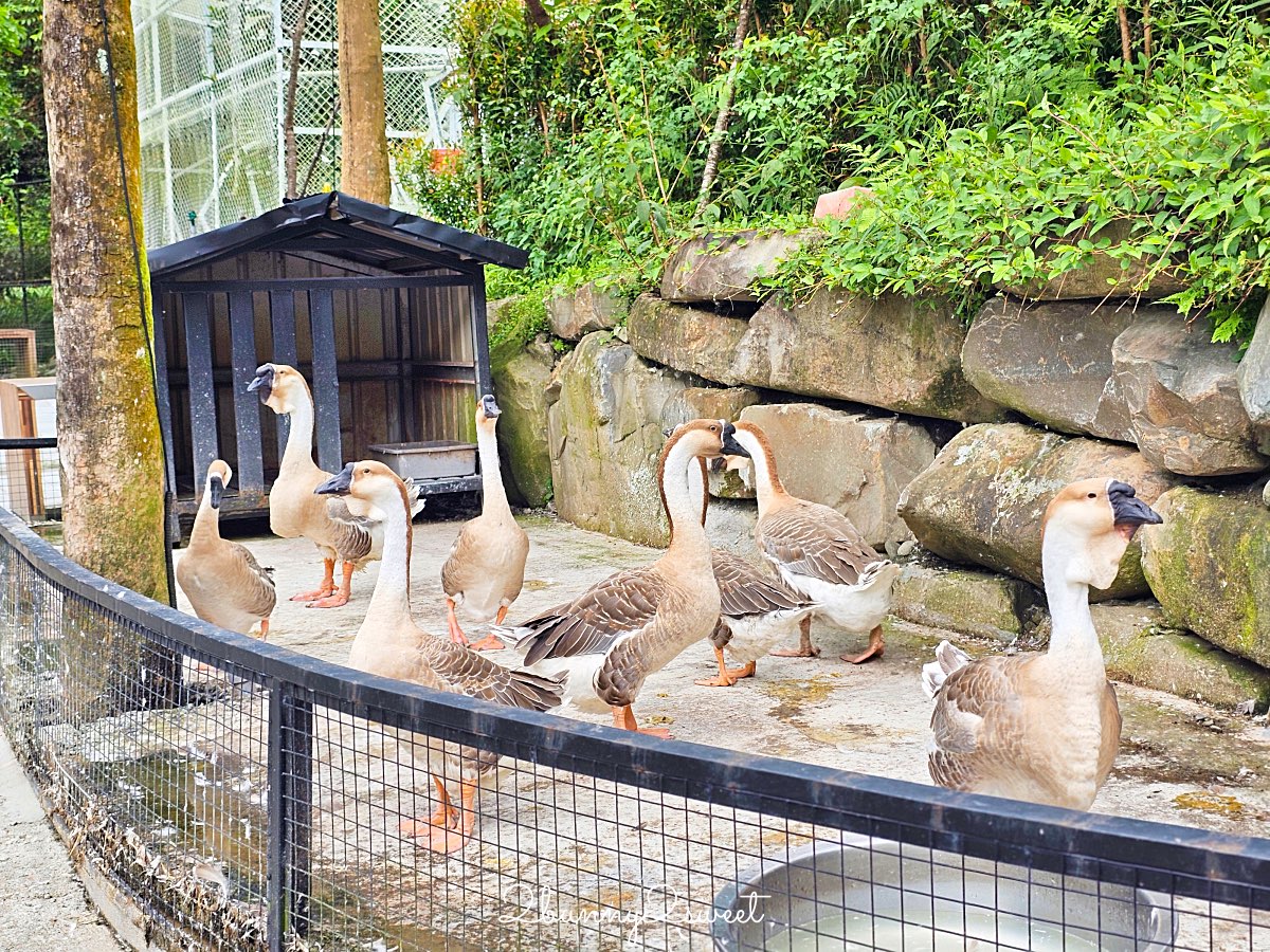 宜蘭景點【鳳梨屋水上莊園】水上鞦韆、湖畔咖啡、鳳梨泳池，也有豪華露營、度假小屋 @兔兒毛毛姊妹花
