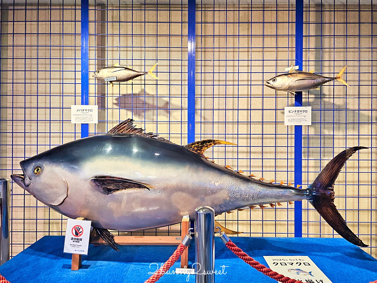 鳥取景點【海とくらしの史料館】日本最大魚類標本博物館，鳥取境港室內景點推薦 @兔兒毛毛姊妹花