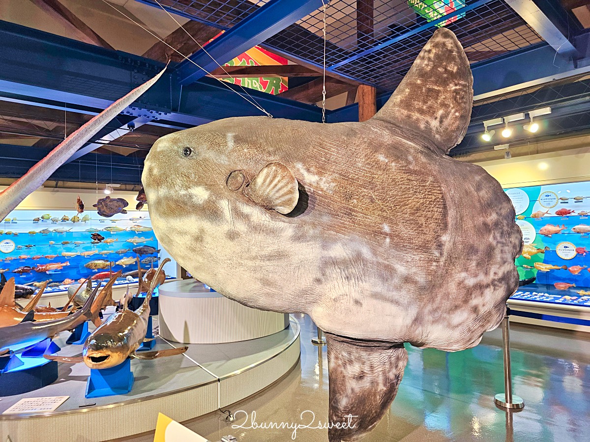 鳥取景點【海とくらしの史料館】日本最大魚類標本博物館，鳥取境港室內景點推薦 @兔兒毛毛姊妹花