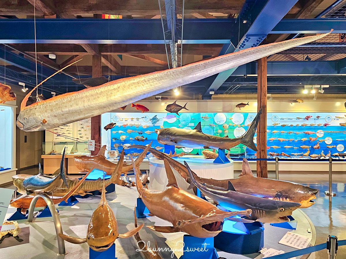 鳥取景點【海とくらしの史料館】日本最大魚類標本博物館，鳥取境港室內景點推薦 @兔兒毛毛姊妹花
