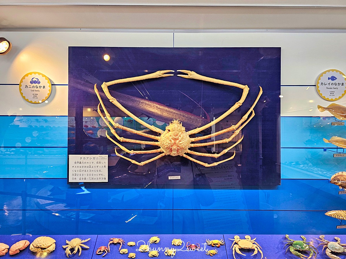 鳥取景點【海とくらしの史料館】日本最大魚類標本博物館，鳥取境港室內景點推薦 @兔兒毛毛姊妹花