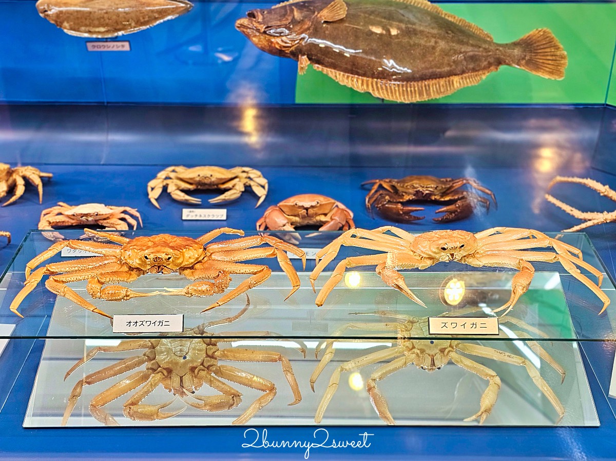 鳥取景點【海とくらしの史料館】日本最大魚類標本博物館，鳥取境港室內景點推薦 @兔兒毛毛姊妹花