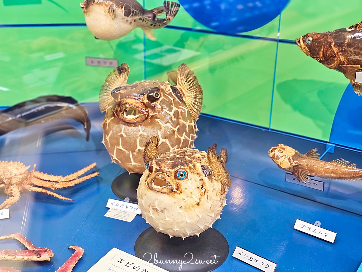 鳥取景點【海とくらしの史料館】日本最大魚類標本博物館，鳥取境港室內景點推薦 @兔兒毛毛姊妹花