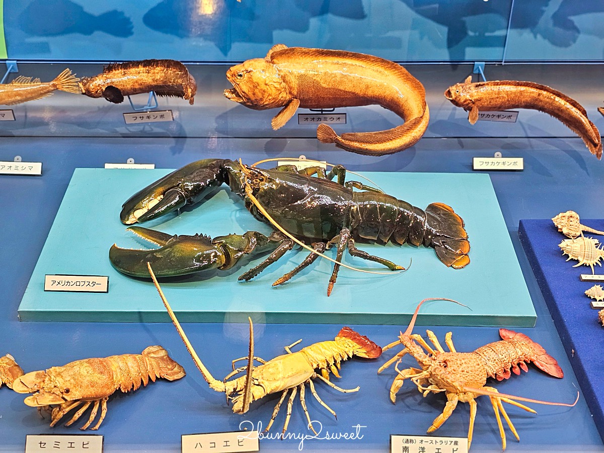 鳥取景點【海とくらしの史料館】日本最大魚類標本博物館，鳥取境港室內景點推薦 @兔兒毛毛姊妹花