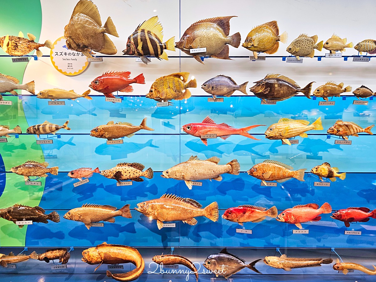 鳥取景點【海とくらしの史料館】日本最大魚類標本博物館，鳥取境港室內景點推薦 @兔兒毛毛姊妹花