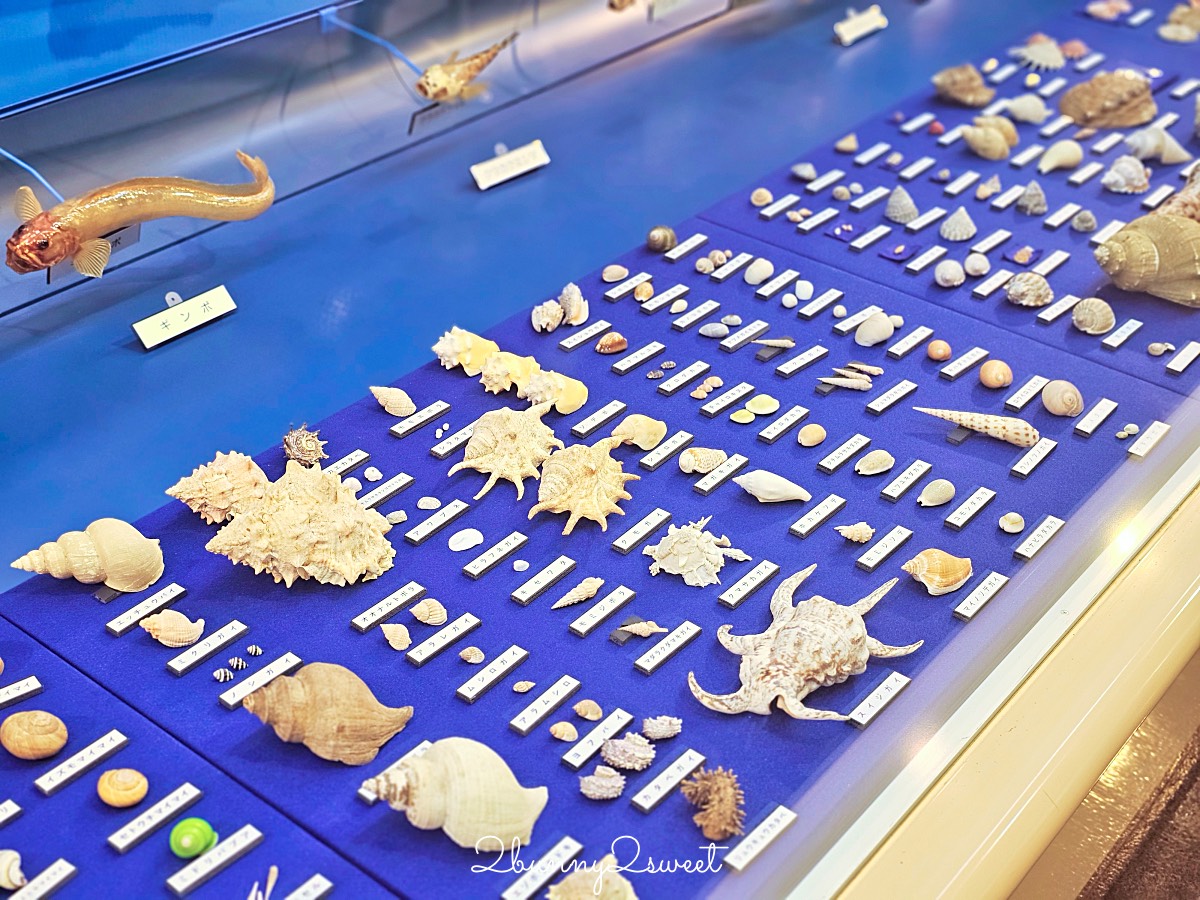 鳥取景點【海とくらしの史料館】日本最大魚類標本博物館，鳥取境港室內景點推薦 @兔兒毛毛姊妹花