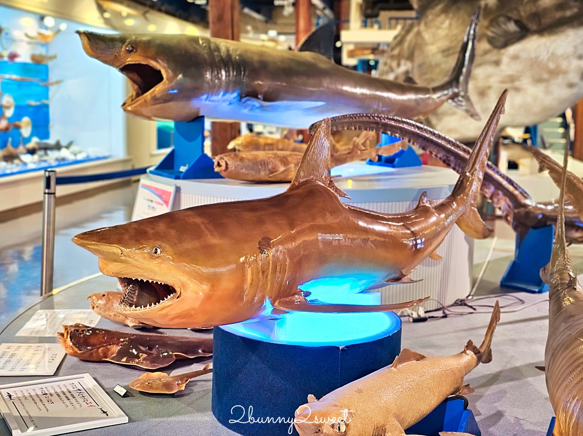 鳥取景點【海とくらしの史料館】日本最大魚類標本博物館，鳥取境港室內景點推薦 @兔兒毛毛姊妹花