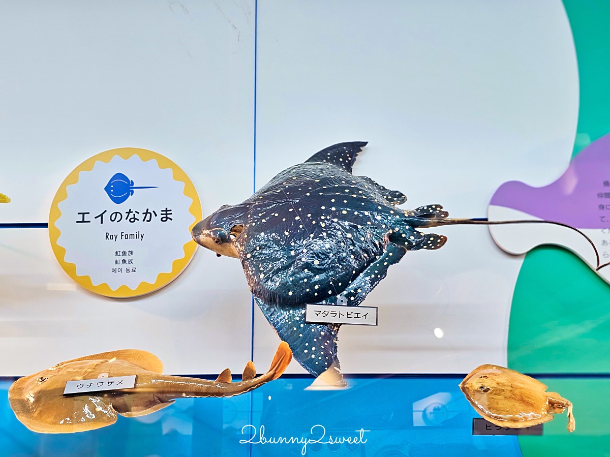 鳥取景點【海とくらしの史料館】日本最大魚類標本博物館，鳥取境港室內景點推薦 @兔兒毛毛姊妹花