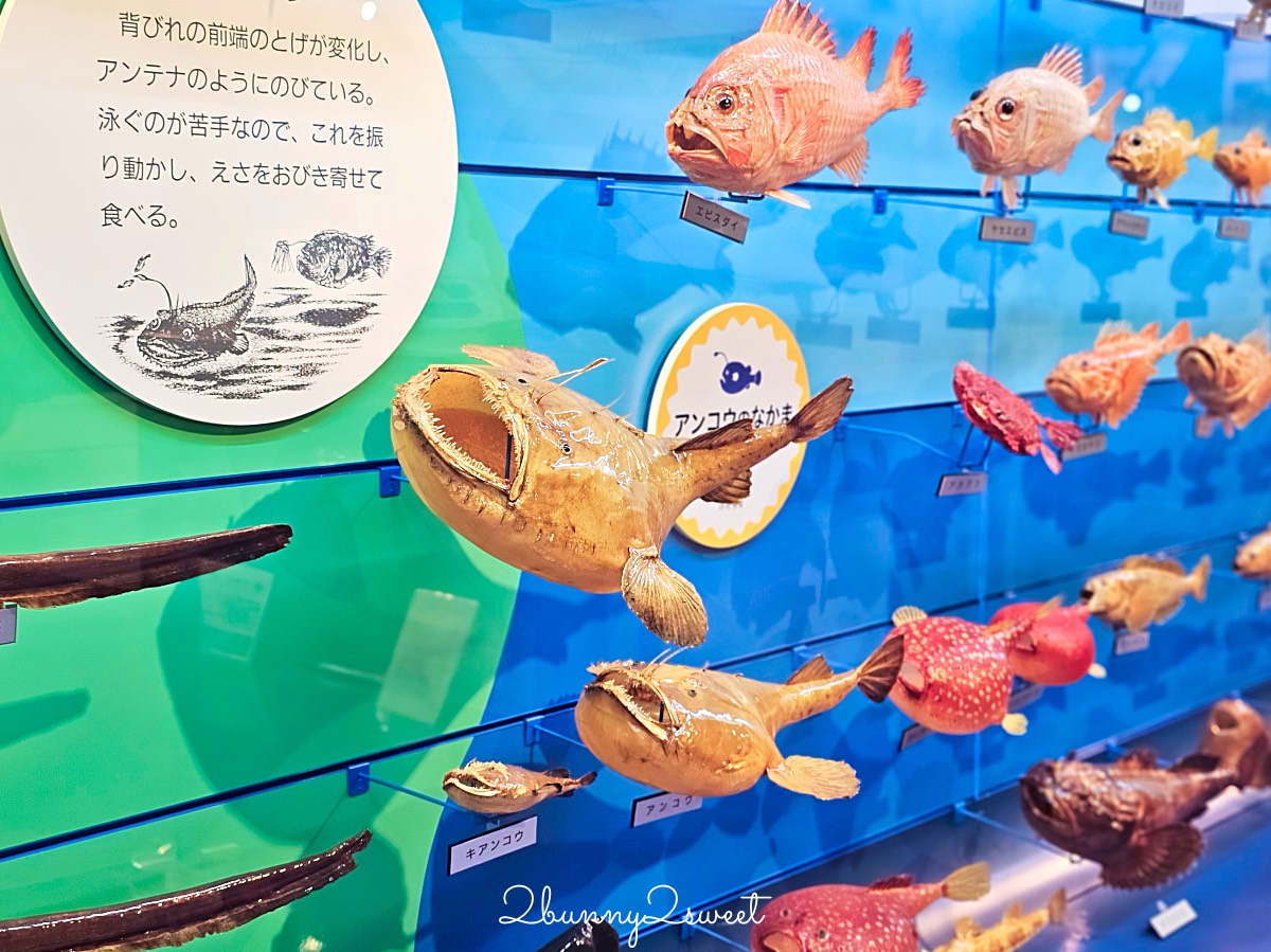 鳥取景點【海とくらしの史料館】日本最大魚類標本博物館，鳥取境港室內景點推薦 @兔兒毛毛姊妹花