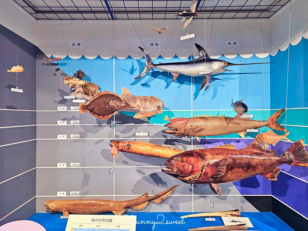 鳥取景點【海とくらしの史料館】日本最大魚類標本博物館，鳥取境港室內景點推薦 @兔兒毛毛姊妹花