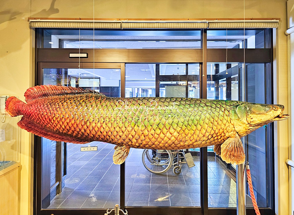 鳥取景點【海とくらしの史料館】日本最大魚類標本博物館，鳥取境港室內景點推薦 @兔兒毛毛姊妹花