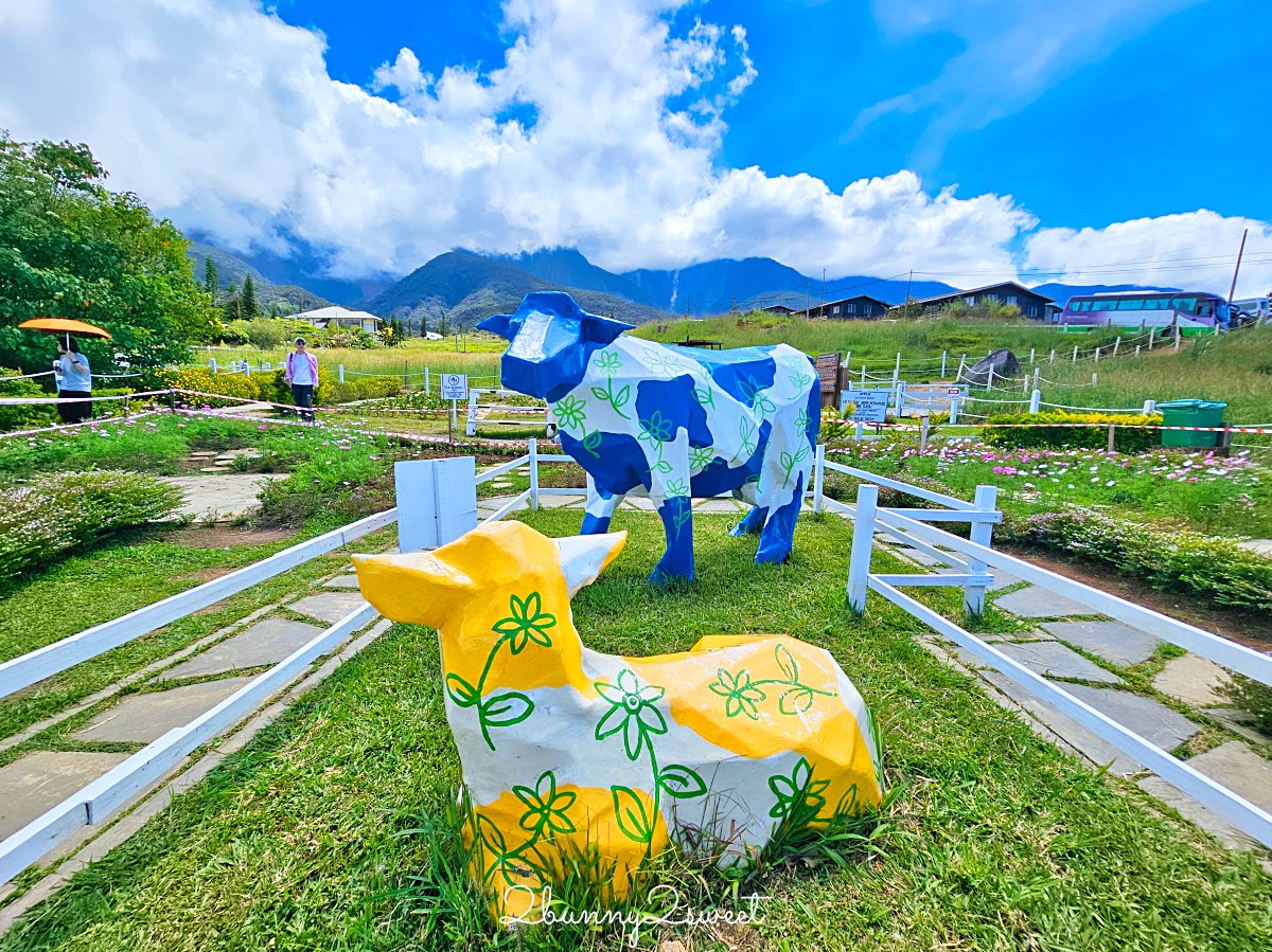 沙巴景點【德薩乳牛牧場 Desa Cattle Dairy Farm】神山必訪小紐西蘭，餵牛牛、吃冰淇淋 @兔兒毛毛姊妹花