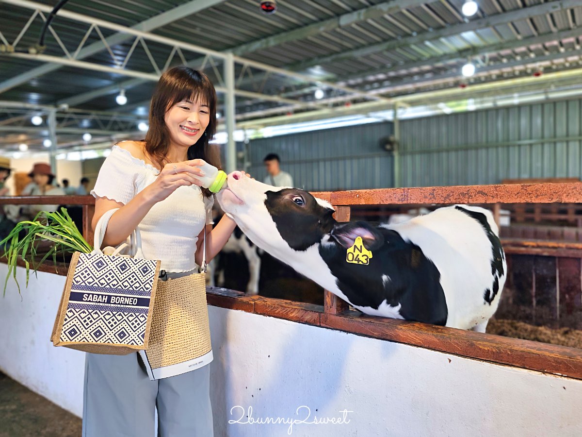 沙巴景點【德薩乳牛牧場 Desa Cattle Dairy Farm】神山必訪小紐西蘭，餵牛牛、吃冰淇淋 @兔兒毛毛姊妹花