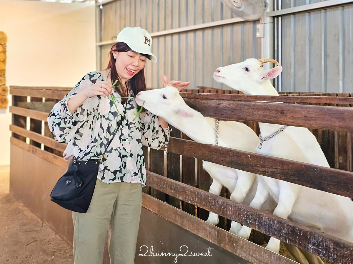 沙巴景點【德薩乳牛牧場 Desa Cattle Dairy Farm】神山必訪小紐西蘭，餵牛牛、吃冰淇淋 @兔兒毛毛姊妹花