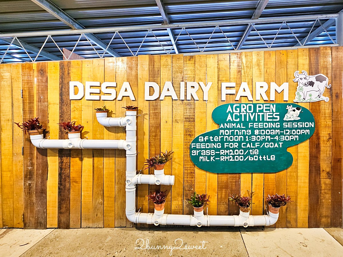沙巴景點【德薩乳牛牧場 Desa Cattle Dairy Farm】神山必訪小紐西蘭，餵牛牛、吃冰淇淋 @兔兒毛毛姊妹花