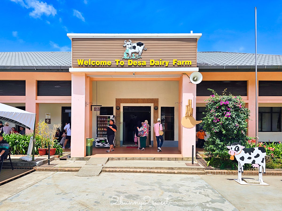 沙巴景點【德薩乳牛牧場 Desa Cattle Dairy Farm】神山必訪小紐西蘭，餵牛牛、吃冰淇淋 @兔兒毛毛姊妹花
