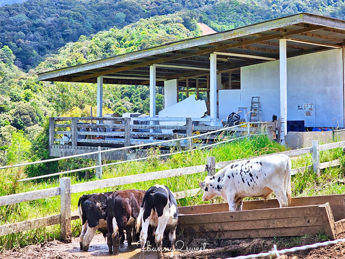 沙巴景點【德薩乳牛牧場 Desa Cattle Dairy Farm】神山必訪小紐西蘭，餵牛牛、吃冰淇淋 @兔兒毛毛姊妹花
