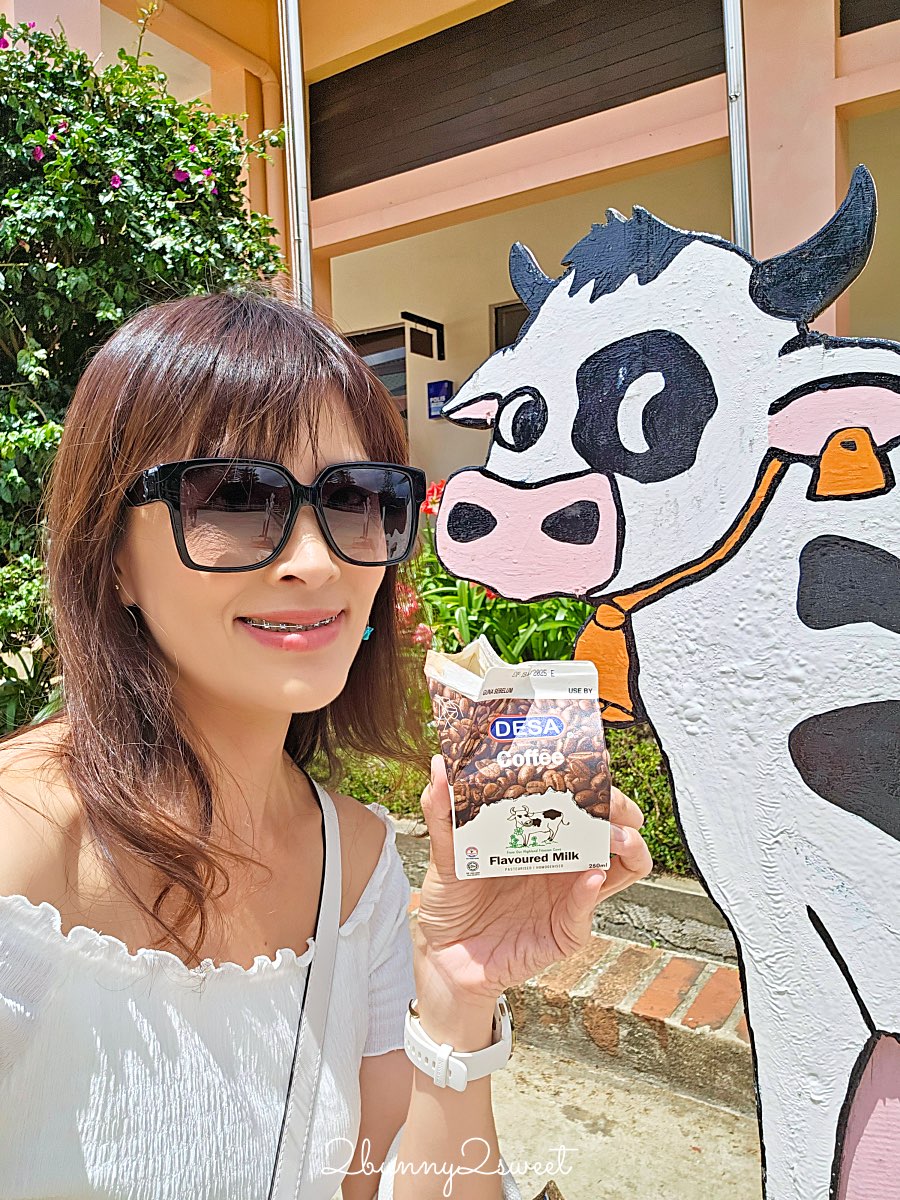 沙巴景點【德薩乳牛牧場 Desa Cattle Dairy Farm】神山必訪小紐西蘭，餵牛牛、吃冰淇淋 @兔兒毛毛姊妹花