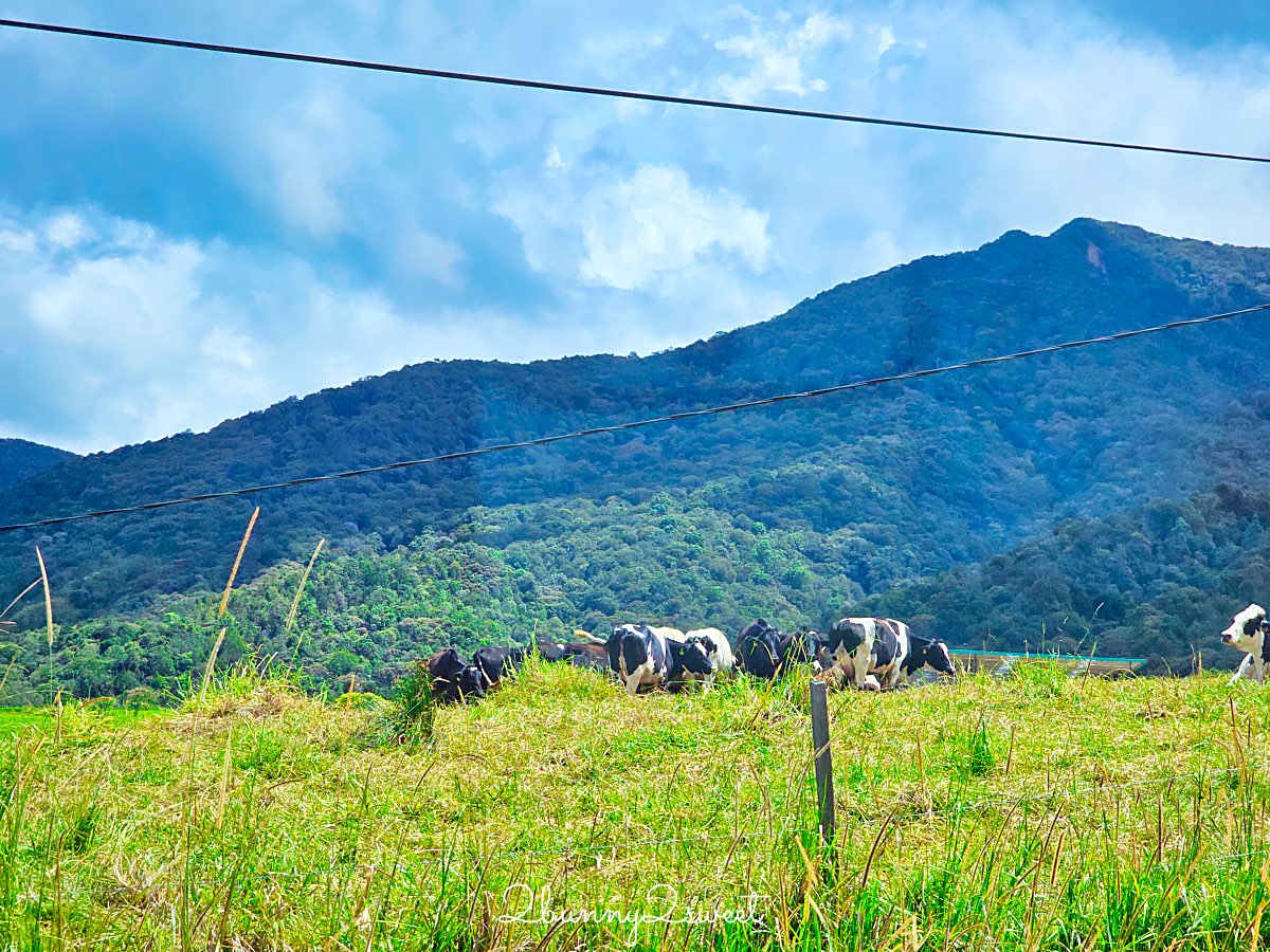 沙巴景點【德薩乳牛牧場 Desa Cattle Dairy Farm】神山必訪小紐西蘭，餵牛牛、吃冰淇淋 @兔兒毛毛姊妹花