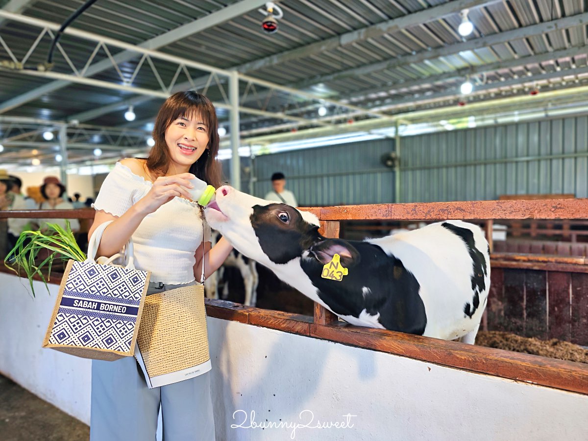 沙巴景點【德薩乳牛牧場 Desa Cattle Dairy Farm】神山必訪小紐西蘭，餵牛牛、吃冰淇淋 @兔兒毛毛姊妹花