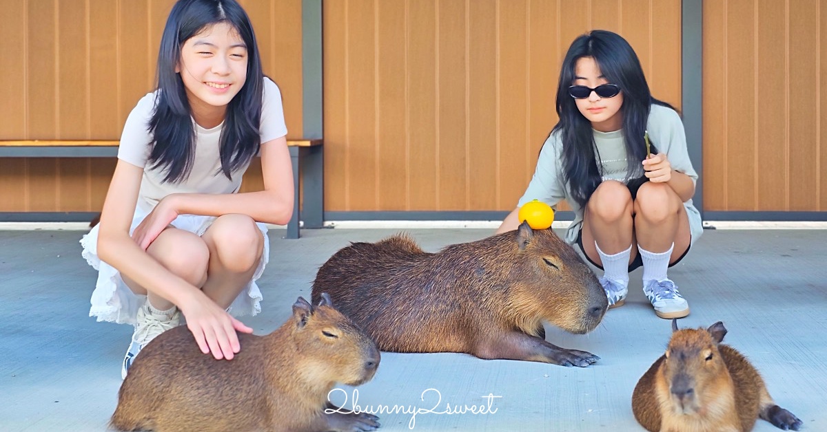 宜蘭三星景點【樹懶餐廳】張美阿嬤2.0萌寵樂園～乾淨整潔宜蘭動物農場，免費跟樹懶拍照 @兔兒毛毛姊妹花