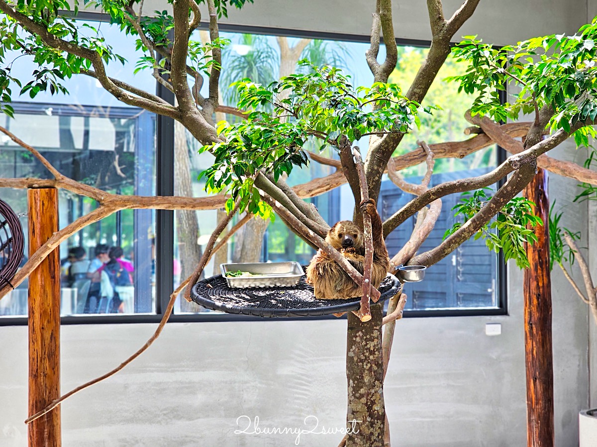 宜蘭三星景點【樹懶餐廳】張美阿嬤2.0萌寵樂園～乾淨整潔宜蘭動物農場，免費跟樹懶拍照 @兔兒毛毛姊妹花
