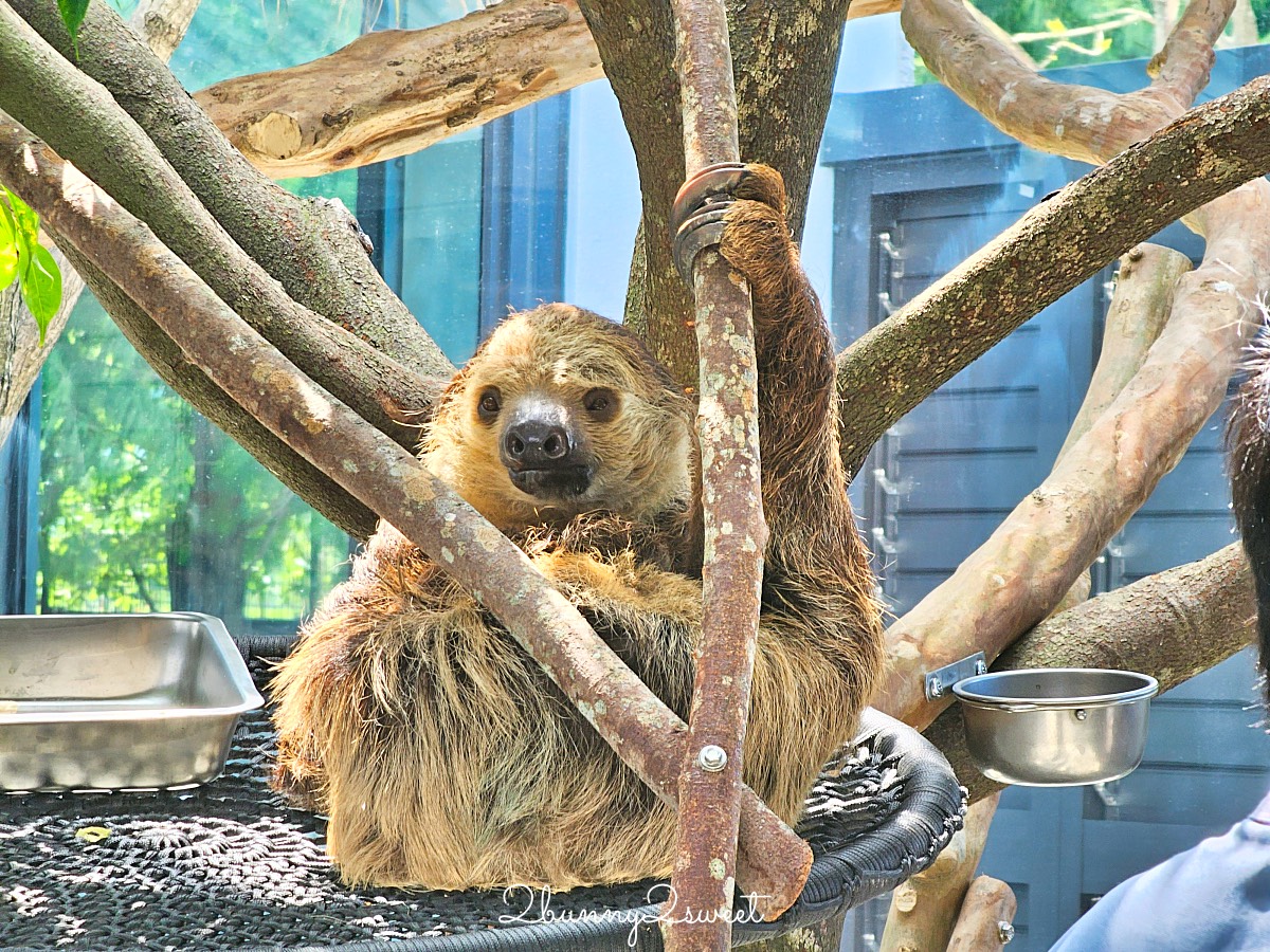 宜蘭三星景點【樹懶餐廳】張美阿嬤2.0萌寵樂園～乾淨整潔宜蘭動物農場，免費跟樹懶拍照 @兔兒毛毛姊妹花