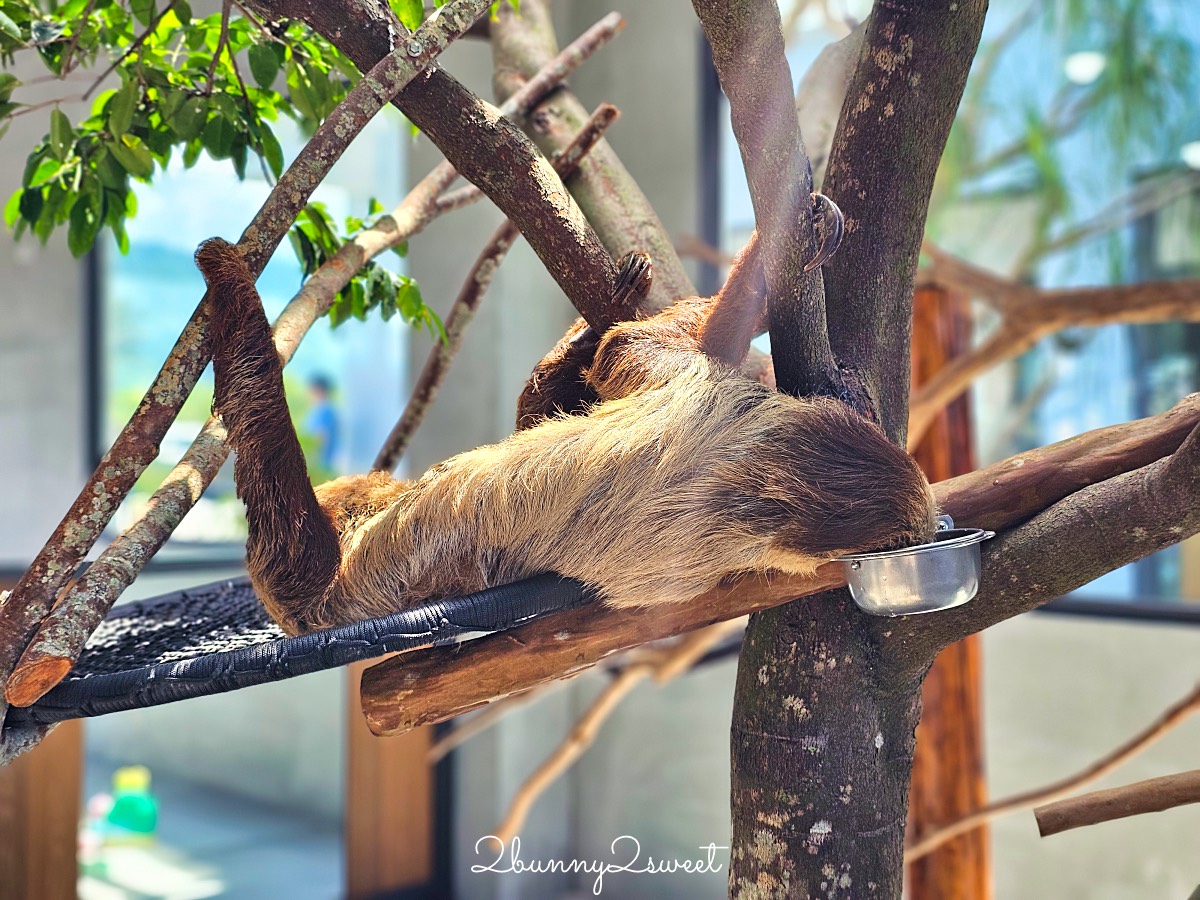 宜蘭三星景點【樹懶餐廳】張美阿嬤2.0萌寵樂園～乾淨整潔宜蘭動物農場，免費跟樹懶拍照 @兔兒毛毛姊妹花