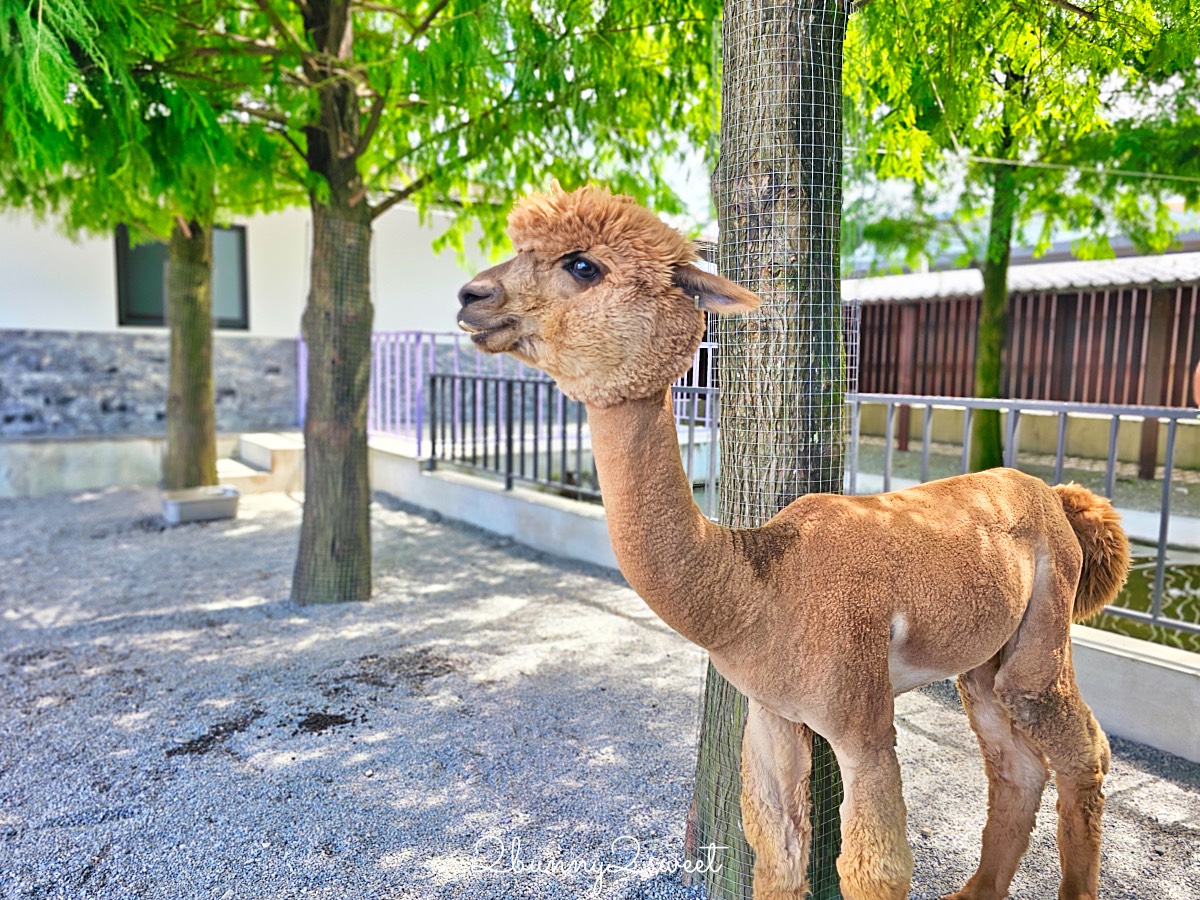 宜蘭三星景點【樹懶餐廳】張美阿嬤2.0萌寵樂園～乾淨整潔宜蘭動物農場，免費跟樹懶拍照 @兔兒毛毛姊妹花