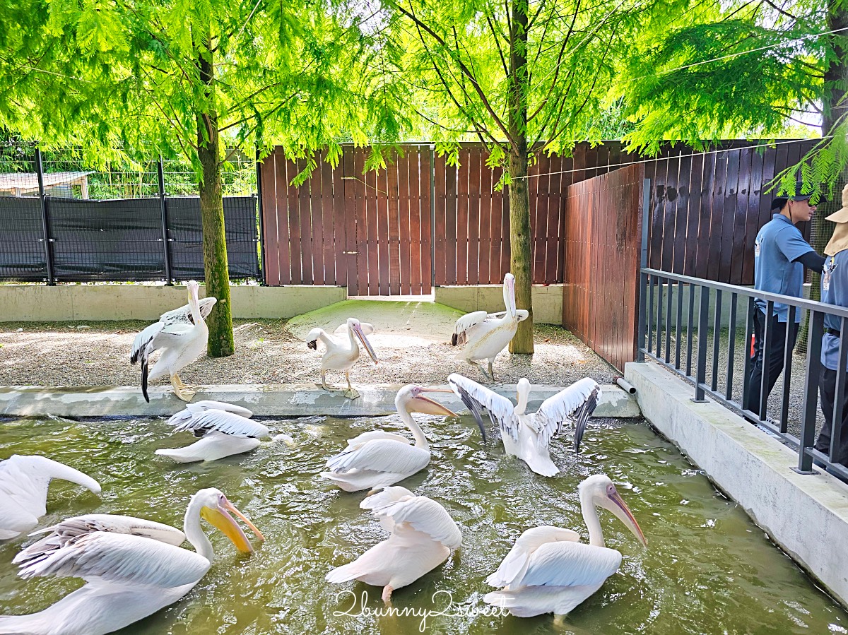 宜蘭三星景點【樹懶餐廳】張美阿嬤2.0萌寵樂園～乾淨整潔宜蘭動物農場，免費跟樹懶拍照 @兔兒毛毛姊妹花