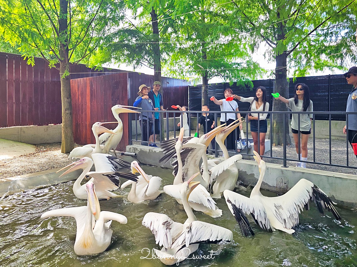 宜蘭三星景點【樹懶餐廳】張美阿嬤2.0萌寵樂園～乾淨整潔宜蘭動物農場，免費跟樹懶拍照 @兔兒毛毛姊妹花