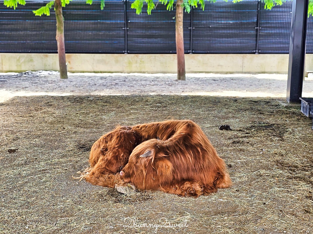 宜蘭三星景點【樹懶餐廳】張美阿嬤2.0萌寵樂園～乾淨整潔宜蘭動物農場，免費跟樹懶拍照 @兔兒毛毛姊妹花