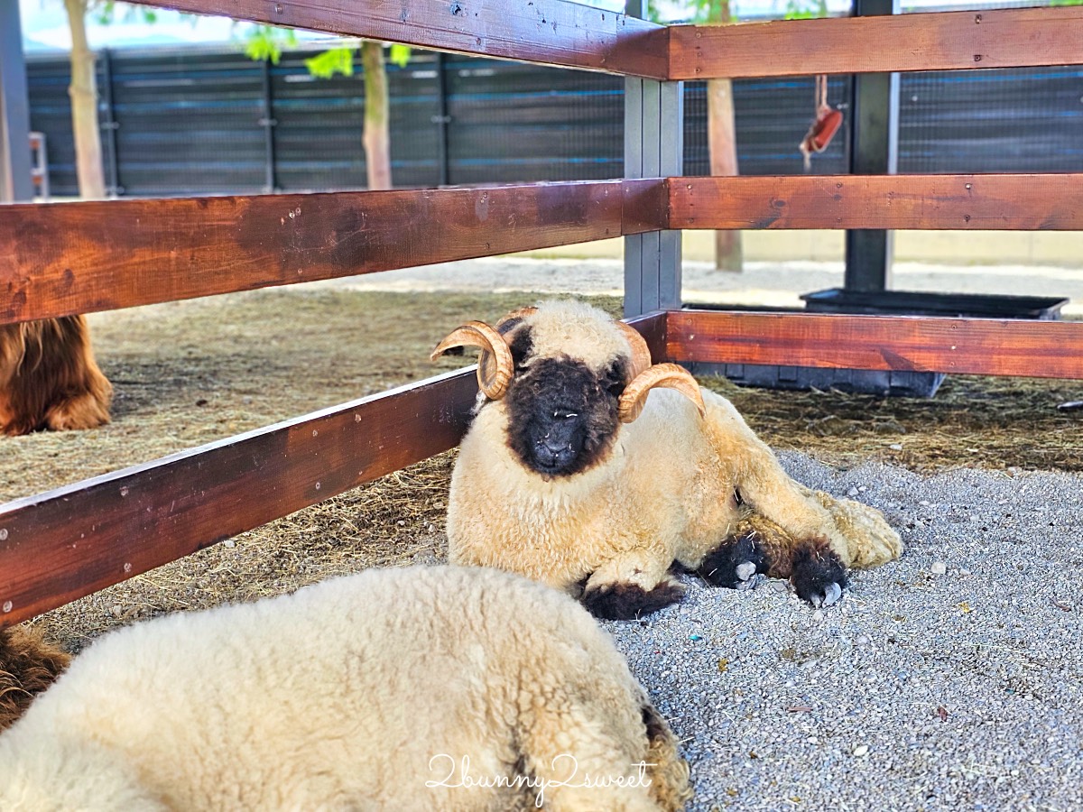宜蘭三星景點【樹懶餐廳】張美阿嬤2.0萌寵樂園～乾淨整潔宜蘭動物農場，免費跟樹懶拍照 @兔兒毛毛姊妹花