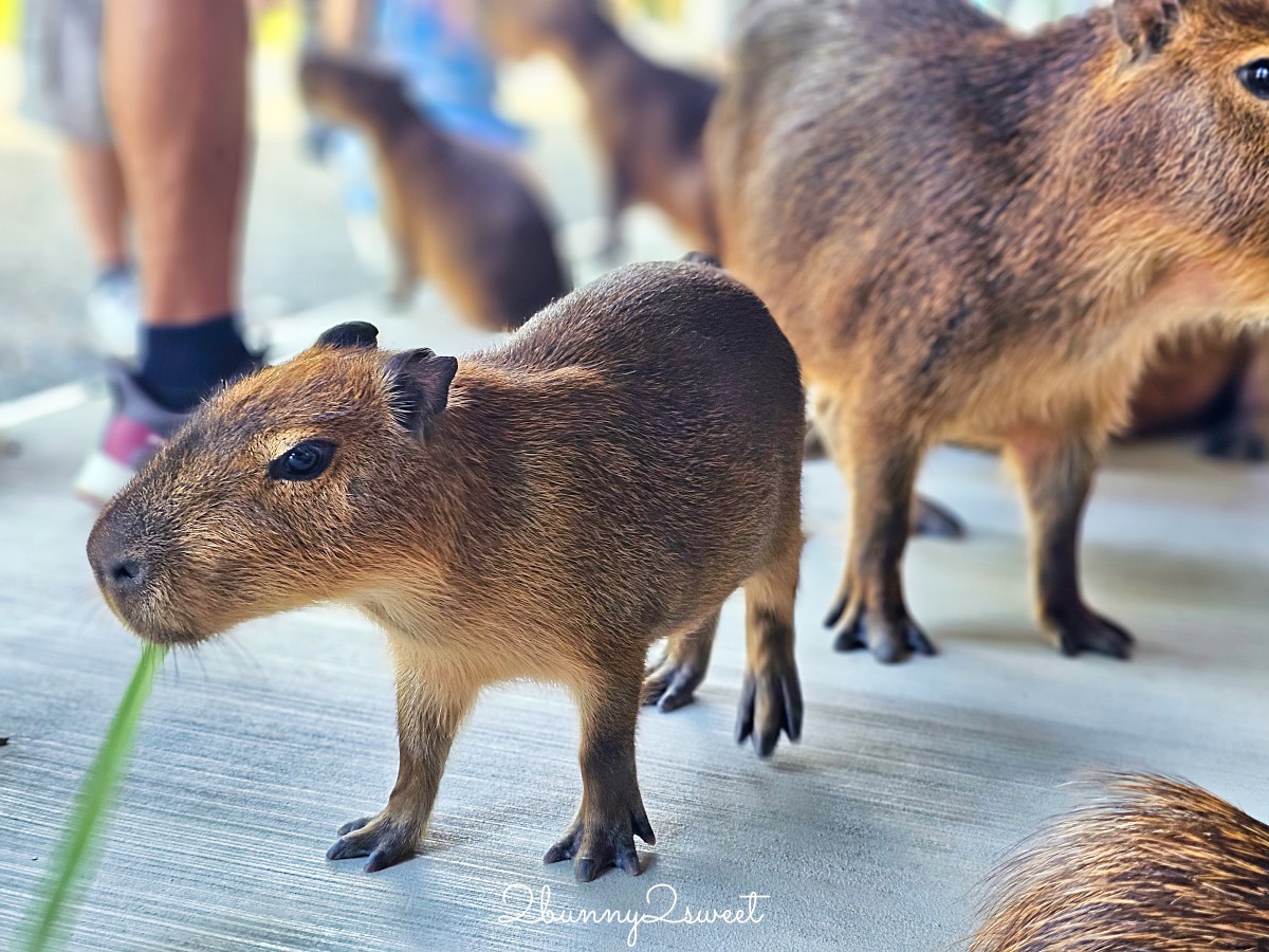 宜蘭三星景點【樹懶餐廳】張美阿嬤2.0萌寵樂園～乾淨整潔宜蘭動物農場，免費跟樹懶拍照 @兔兒毛毛姊妹花