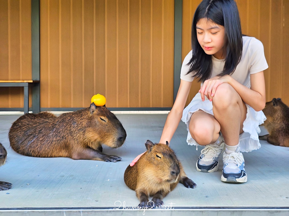 宜蘭三星景點【樹懶餐廳】張美阿嬤2.0萌寵樂園～乾淨整潔宜蘭動物農場，免費跟樹懶拍照 @兔兒毛毛姊妹花