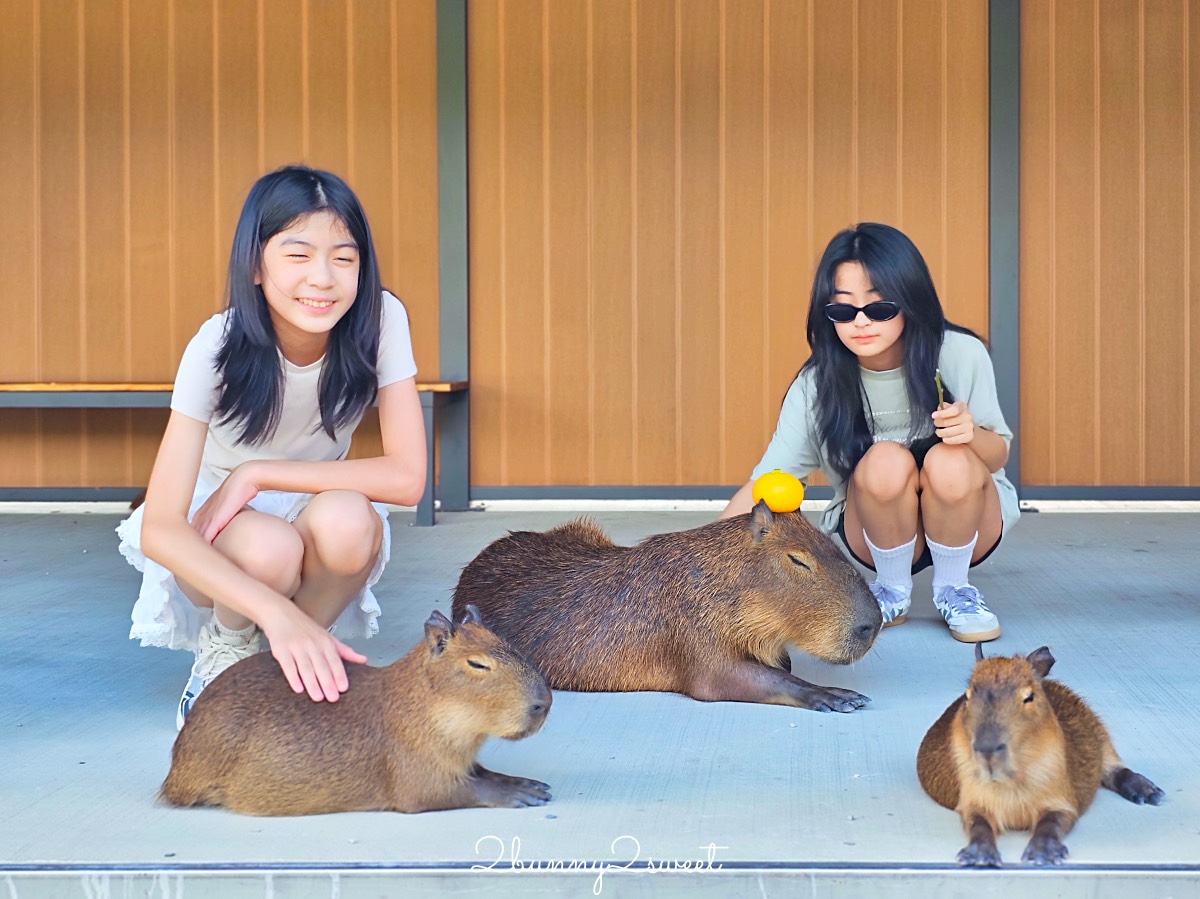宜蘭三星景點【樹懶餐廳】張美阿嬤2.0萌寵樂園～乾淨整潔宜蘭動物農場，免費跟樹懶拍照 @兔兒毛毛姊妹花
