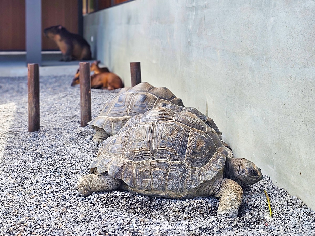 宜蘭三星景點【樹懶餐廳】張美阿嬤2.0萌寵樂園～乾淨整潔宜蘭動物農場，免費跟樹懶拍照 @兔兒毛毛姊妹花