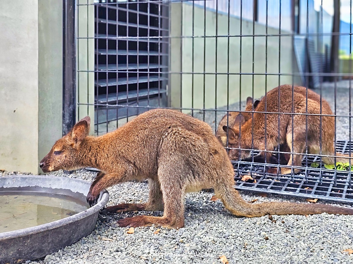 宜蘭三星景點【樹懶餐廳】張美阿嬤2.0萌寵樂園～乾淨整潔宜蘭動物農場，免費跟樹懶拍照 @兔兒毛毛姊妹花